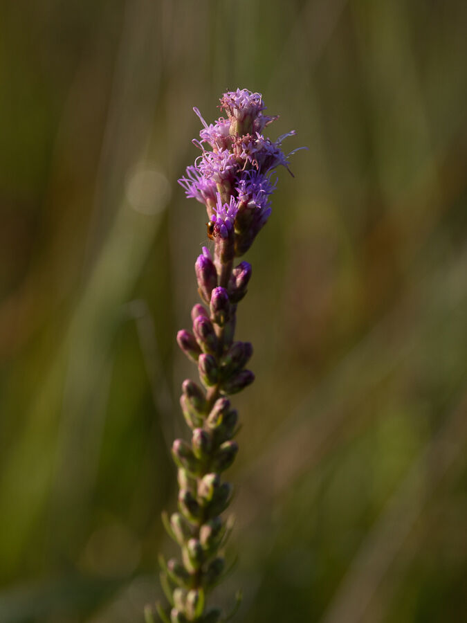 Prairie blazing star